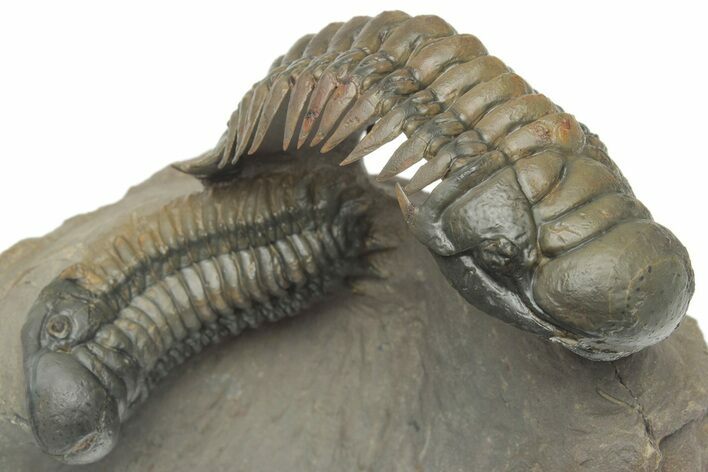 Pair of Crotalocephalina Trilobite Fossils - Atchana, Morocco #222368